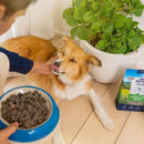 柔軟金色毛髮邊境牧羊犬躺地上，主人以手餵食，旁邊藍白碗內裝乾燥牛肉狗糧及ZIWI巔峰經典牛肉狗糧包裝.